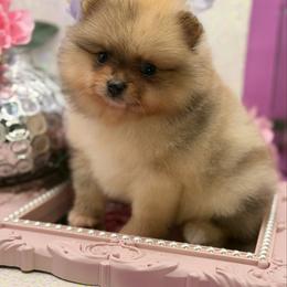 Twilight Sparkle - Chocolate merle female Pomeranian puppy in Gilroy, California from Belt Fed Kennels