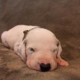 Black Boy - White and black female Dalmatian puppy in Spring Branch, Texas from D'vine Dalmatians
