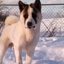 Akita from Prospect Ridge Akitas