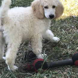 Poodle Puppies from Southern Standards