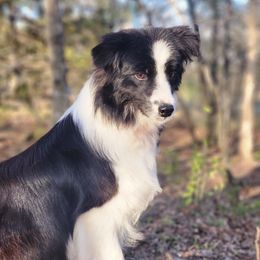 Beans - Border Collie