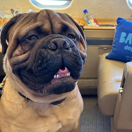 Bullmastiff Puppies from Amulet Bullmastiffs