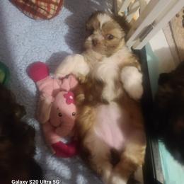 Girl - Brindle and white female Shih Tzu puppy in Belleville, Michigan from Patricia's Heavenly Earth Angels