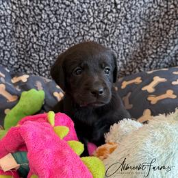 Pink Girl - Black female Labrador Retriever puppy in Colorado from Albrecht Farms Labrador Retrievers