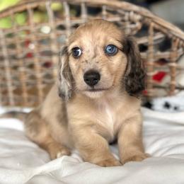 Cosmo - Dapple male Dachshund puppy in Duncanville, Alabama from Bear Creek