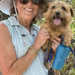 Summit - Norfolk Terrier