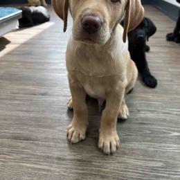 Labrador Retriever Puppies from Branley's Riverside Labradors
