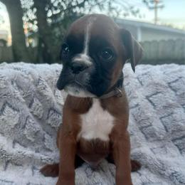 Grey - Dash - Fawn male Boxer puppy in Watervliet, New York from Shamrock's Boxers