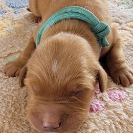 Blue - Dark golden male Golden Retriever puppy in Bellevue, Michigan from Double D Ranch Golden Retrievers LLC