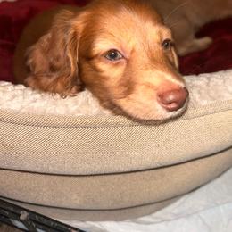 Cinnamon - Red male Dachshund puppy in Pueblo, Colorado from Nikas Baby Beanz LH Dachshunds