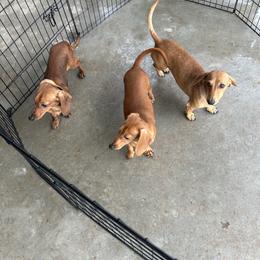Waylon - Red male Dachshund puppy in El Paso, Texas from Stella's Lone Star Kennels