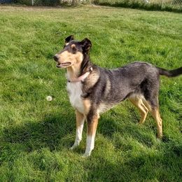 Girl 1 - Black white and tan Collie puppy in Downey, Idaho from Jessica Bischoff