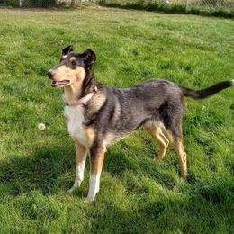 Girl 1 - Black white and tan Collie puppy in Downey, Idaho from Jessica Bischoff