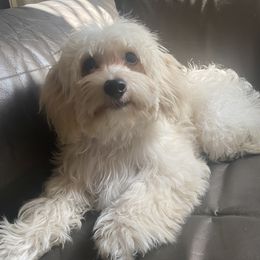 Maltipoo Puppies from Maltipoo_vegas