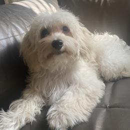 Maltipoo Puppies from Maltipoo_vegas