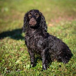 Kieva - Boykin Spaniel