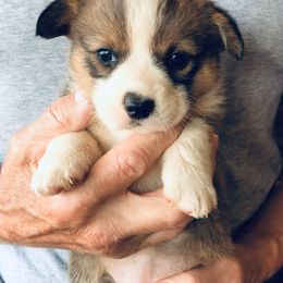 "Sable Female " Pembroke Welsh Corgi Puppies from Flyin H Corgi’s