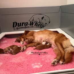 Nova Scotia Duck Tolling Retriever Puppies from Meadowlark Tollers