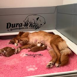 Nova Scotia Duck Tolling Retriever Puppies from Meadowlark Tollers