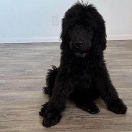 Bear - Black male Poodle puppy in Hesperia, California from Whitesock Standard Poodles
