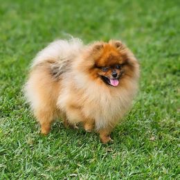 Diesel - Pomeranian