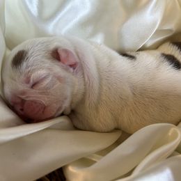 Bulldog Puppies from Alicia Miller