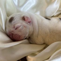 Bulldog Puppies from Alicia Miller
