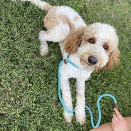 Olliver (Ollie) - Parti male Goldendoodle puppy in Crothersville, Indiana from Wischmeier’s Doodles