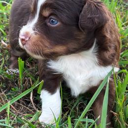 Miniature American Shepherd, Miniature Australian Shepherd, and Toy Australian Shepherd Puppies from Cooper Creek Aussies