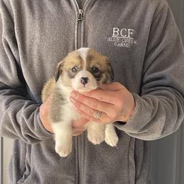 Maddy - Female 1 - Fawn female Pembroke Welsh Corgi puppy in Jefferson, South Carolina from Blue Creek Farms