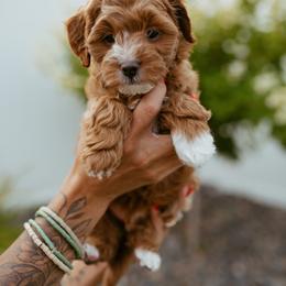Cavapoo Puppies from Mustard Seed Doodle Co.