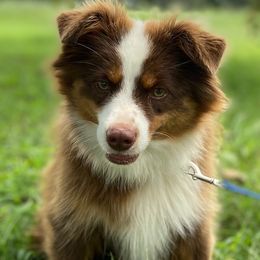 Toy Australian Shepherds from H5 Aussiedoodles