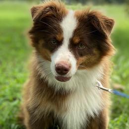 Toy Australian Shepherds from H5 Aussiedoodles