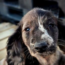 Dachshund Puppies from Valhallah Farms