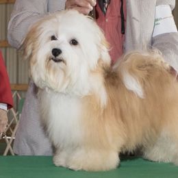 Puzzle - Havanese