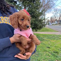 F1B Small Goldendoodle Coco Chanel - Red  female Goldendoodle puppy in Redding, California from Casa Delarosa Collective Poodles & Doodles