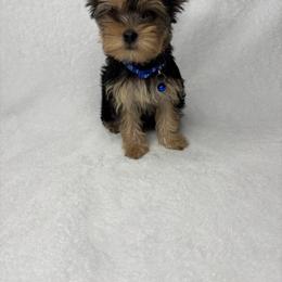 Benny READY TODAY - Black and tan male Yorkshire Terrier puppy in Cleveland, Georgia from Velvet Crown Yorkies