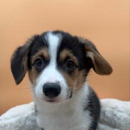 Blitz - Black and tan male Pembroke Welsh Corgi puppy in Minooka, Illinois from Lucky J Corgis