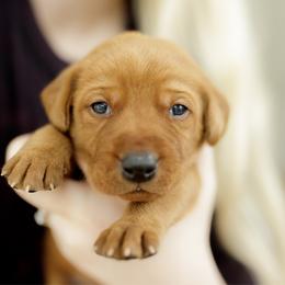 Dublin - Yellow male Labrador Retriever puppy in Allons, Tennessee from UC Labradors LLC