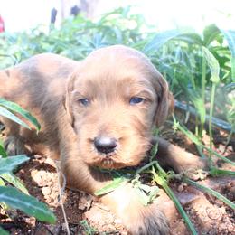 Leo - Apricot male Goldendoodle puppy in Apache Junction, Arizona from Loving Doodle
