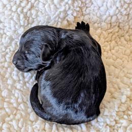 Punt - Black male Cockapoo puppy in Sparta, Missouri from Sis' Doodles & Poodles