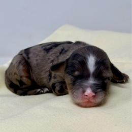 Lightning - Blue merle male Aussiedoodle puppy in Sterling, Colorado from North 40 Doodles