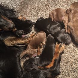 Dachshunds from Stuart Dachshunds