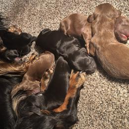 Dachshunds from Stuart Dachshunds
