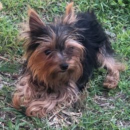 Yorkshire Terriers from BlissPuppyKisses