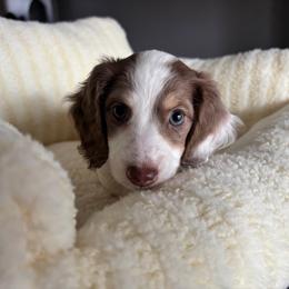 Hope - Piebald female Dachshund puppy in Kissimmee, Florida from Pulley’s Wagging Tails Doxies