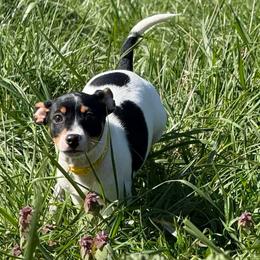 Clay (Clayton) - Black white and tan male Rat Terrier puppy in Molalla, Oregon from The Puppy Patch Rat Terriers