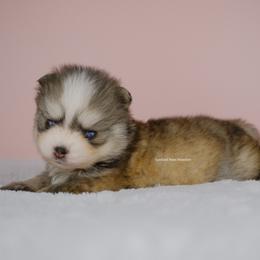 Marielle - Gray and white female Pomsky puppy in Loxahatchee, Florida from Cardinal Point Pomskies