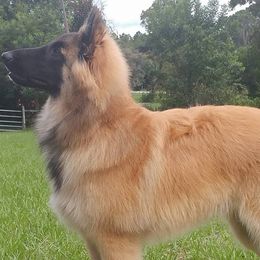 Belgian Tervuren from Bijou Luisant Belgian Tervuren