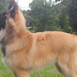 Belgian Tervuren from Bijou Luisant Belgian Tervuren